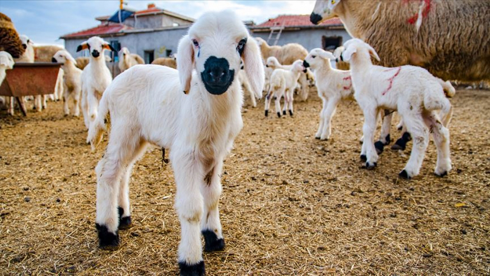 Malatya'ya Dev Destek: 2025 Yılı Destekleme Başvuruları Başlıyor...