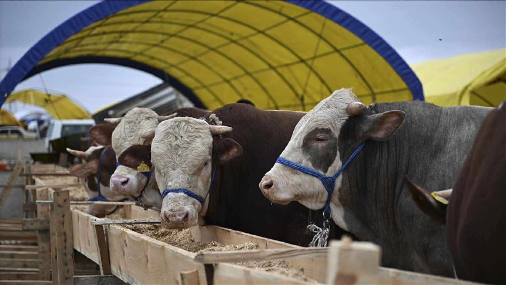 Kurban vekaleti verirken bu hatalara düşmeyin! Vekaletle kurban hakkında en çok sorulan 10 soru