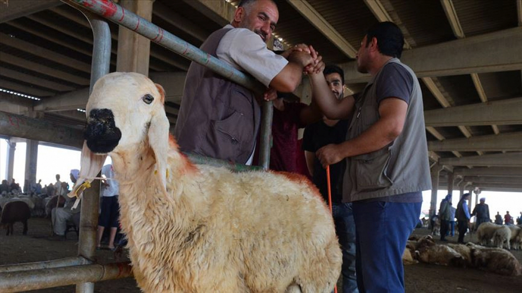 Malatya'da kurban kesecekler dikkat! Kurallar netleşti| Kurallara uymayanlar yandı