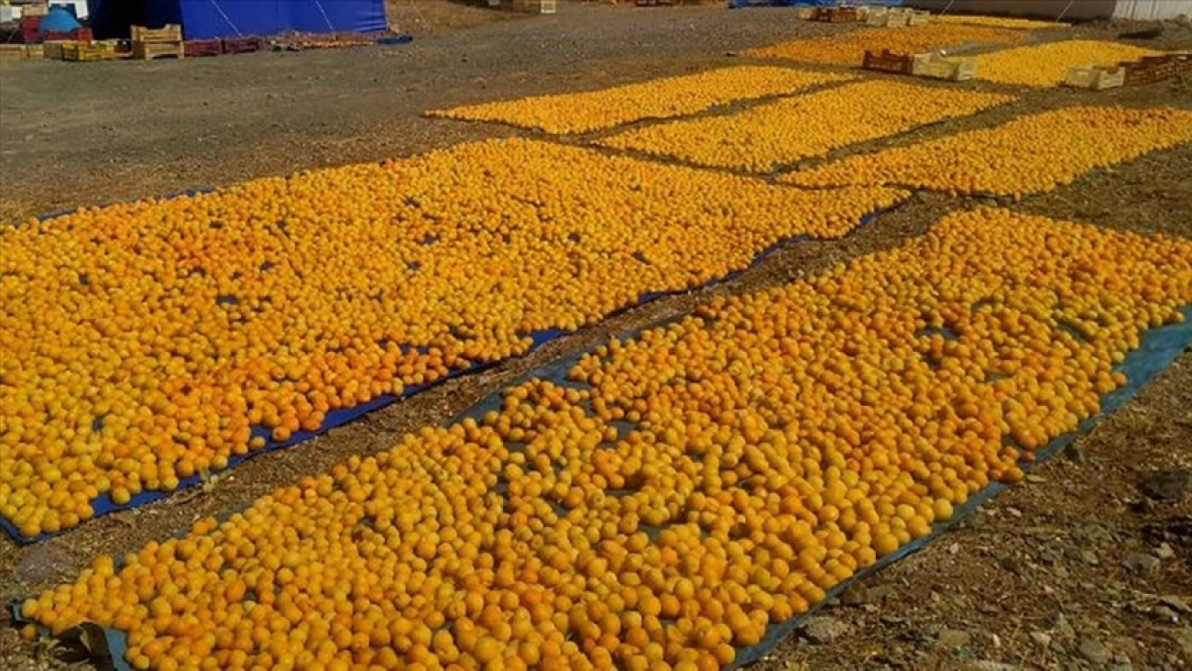 Kurutulmaya uygun olmayan Iğdır Kayısısı 'Malatya Kayısısı'yla yarışıyor...