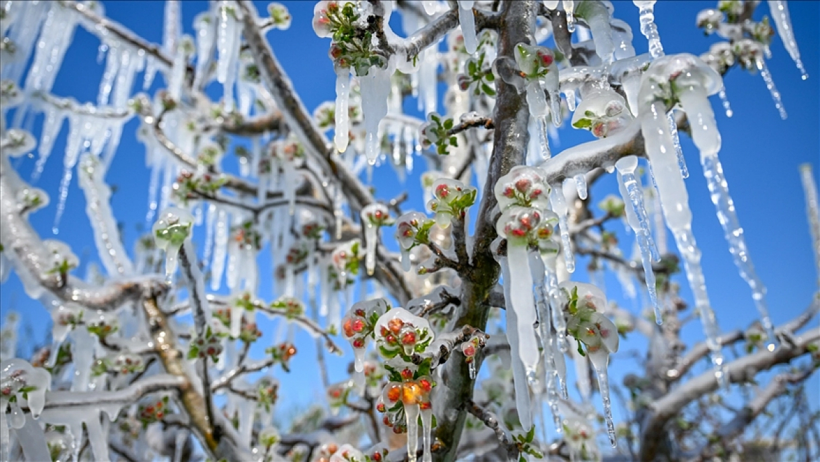 Zirai don destek ödemelerinde kriterler belirlendi! Peki hasar oranı yüzde 20 altında olanlar ne kadar alacak!