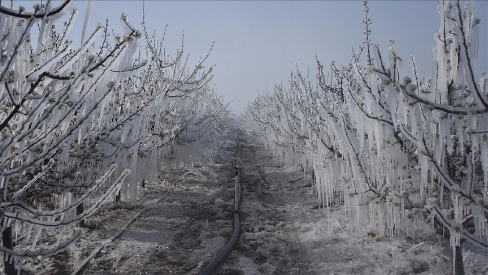 Meteoroloji'den Çiftçiye Kötü Haber: Malatya'da Zirai Don Alarmı!