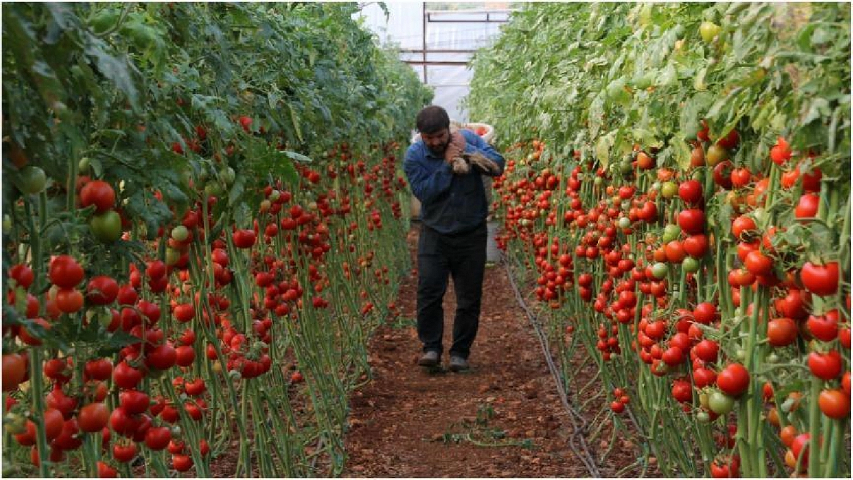 Malatya Hal Pazarı'nda güncel fiyatlar açıklandı: En ucuz ve en pahalı ürünler belli oldu