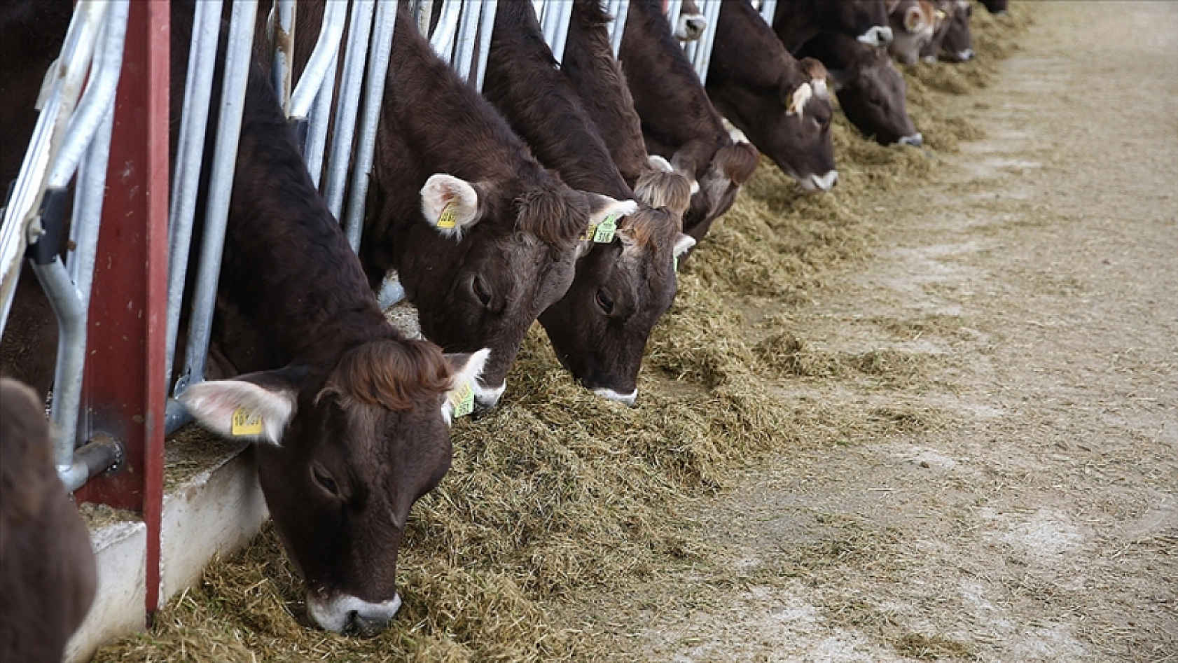 Malatya'da üretici yine kaybetti: Bir ayda iki zam!
