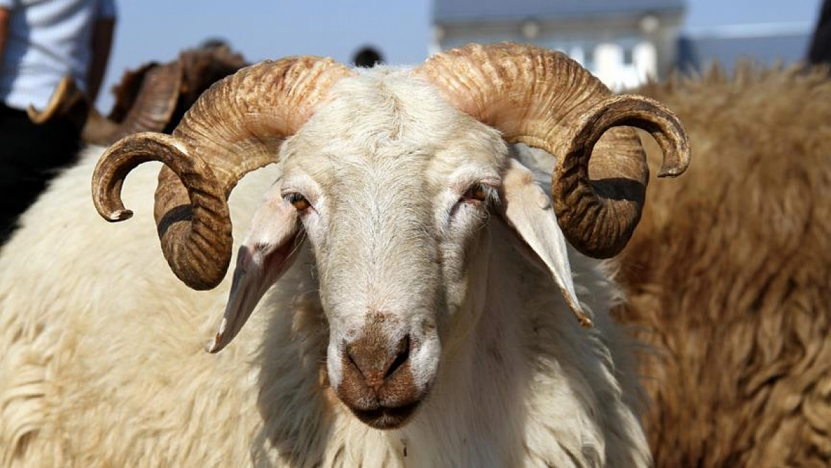 Malatyalılar müjde! Bu fiyatlara siz de inanamayacaksınız! Düşüşün sebebi açıklandı! 