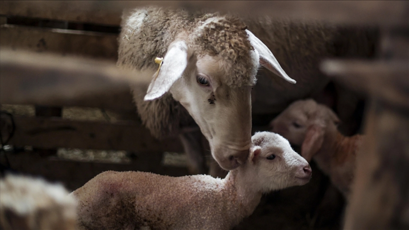 Malatyalılar Dikkat! Başvurular İçin Son Gün!