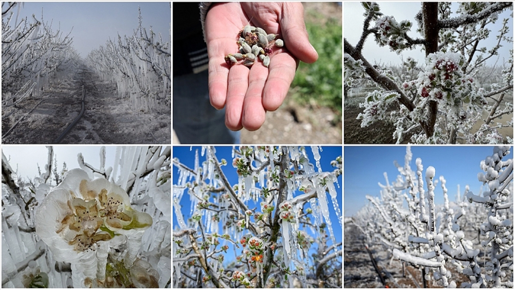 Meteoroloji'den Çiftçiye Kötü Haber: Malatya'da Zirai Don Alarmı!