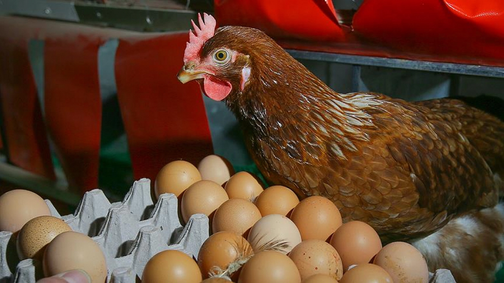 ABD'de Salmonella alarmı: 20 milyondan fazla yumurta piyasadan çekildi
