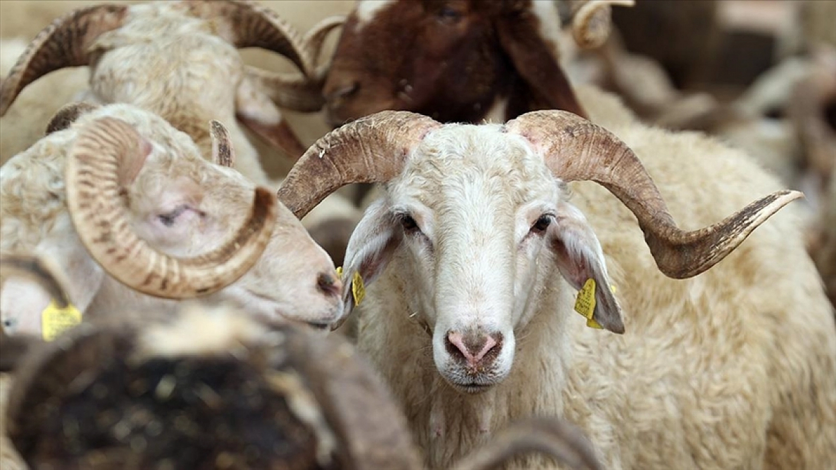Kurban vekaleti verirken bu hatalara düşmeyin! Vekaletle kurban hakkında en çok sorulan 10 soru