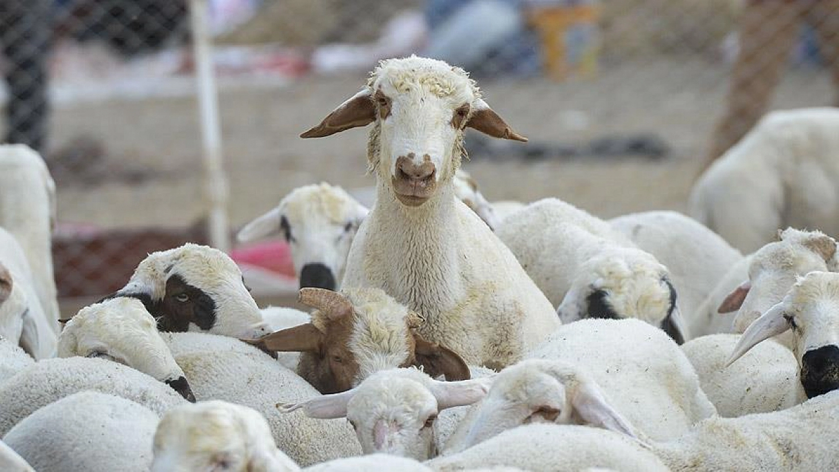 Küçükbaş hayvancılıkta dev destek projesi sonuçlandı: 20 günlük süre başladı!