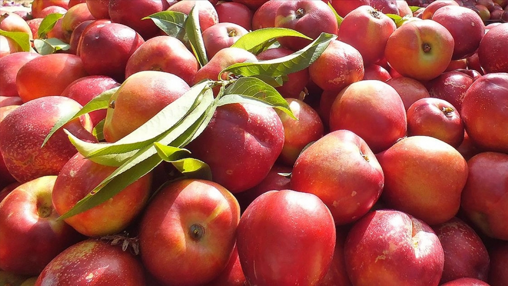 Malatya Hal Pazarı'nda güncel fiyatlar açıklandı: En ucuz ve en pahalı ürünler belli oldu