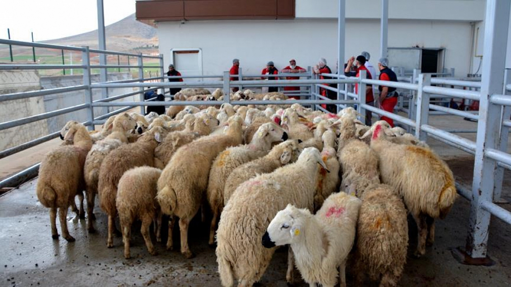 Malatyalılar müjde! Bu fiyatlara siz de inanamayacaksınız! Düşüşün sebebi açıklandı! 