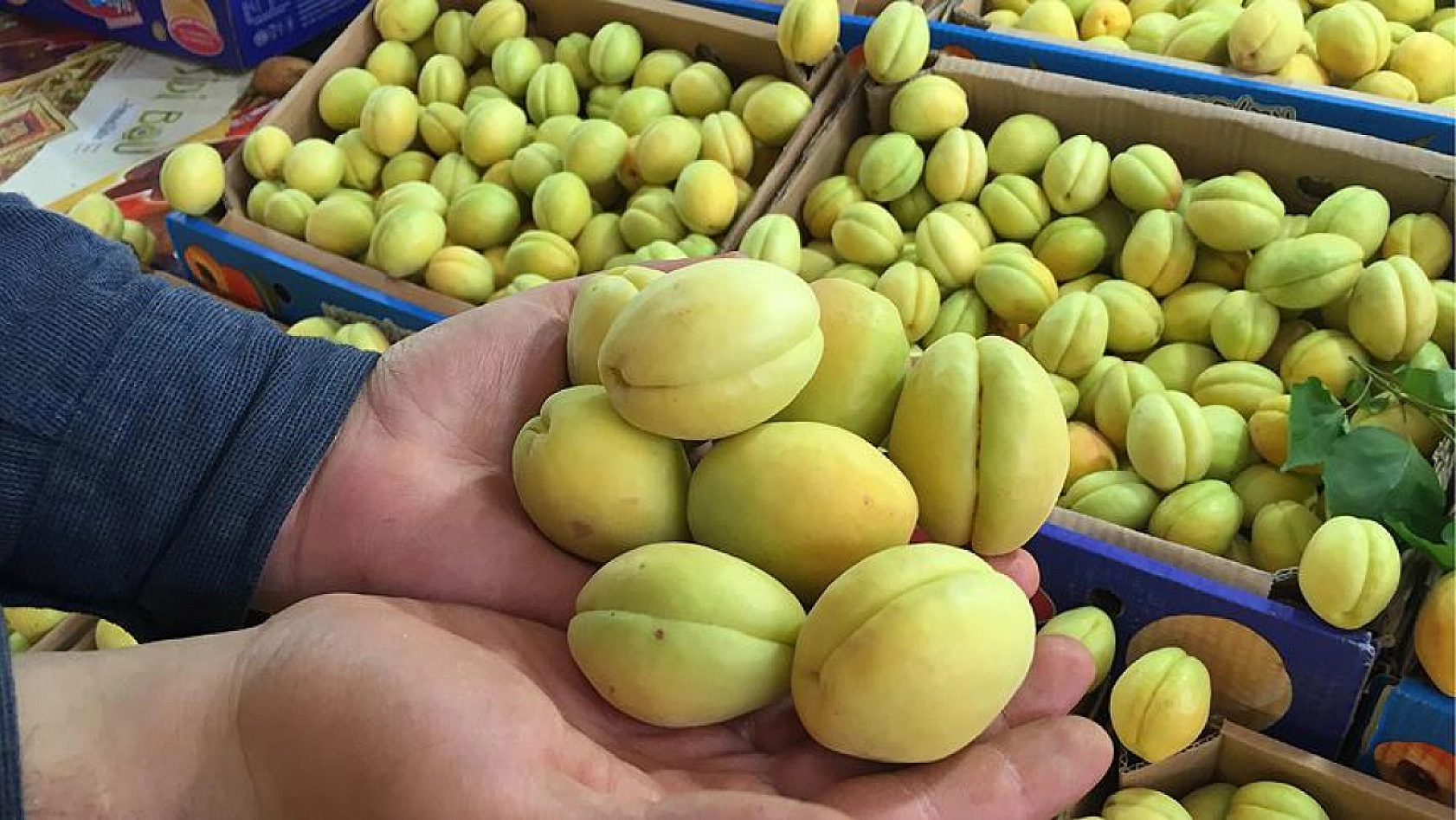 Malatya'ya Orta Asya'dan güçlü rakip!