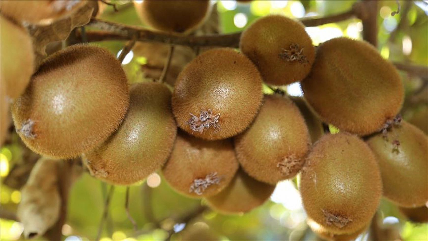 Malatya Hal Pazarı'nda güncel fiyatlar açıklandı: En ucuz ve en pahalı ürünler belli oldu