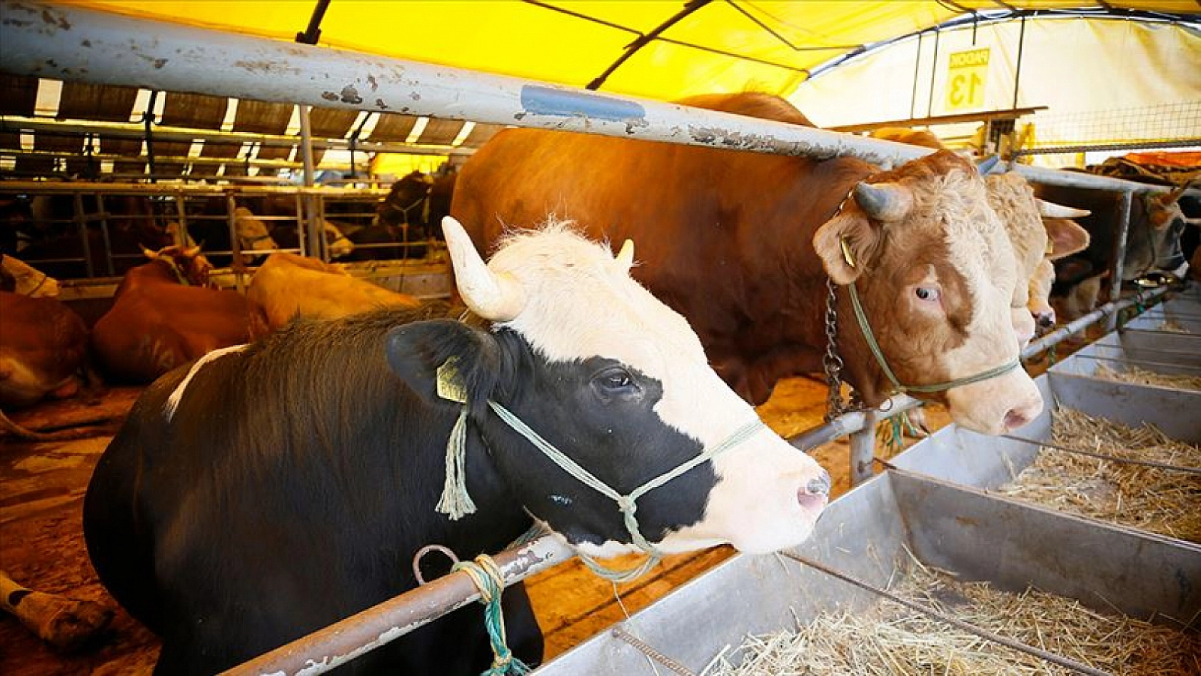 Kurban Üreticisine Müjde: Elde Kalan Tüm Hayvanları Devlet Alacak!