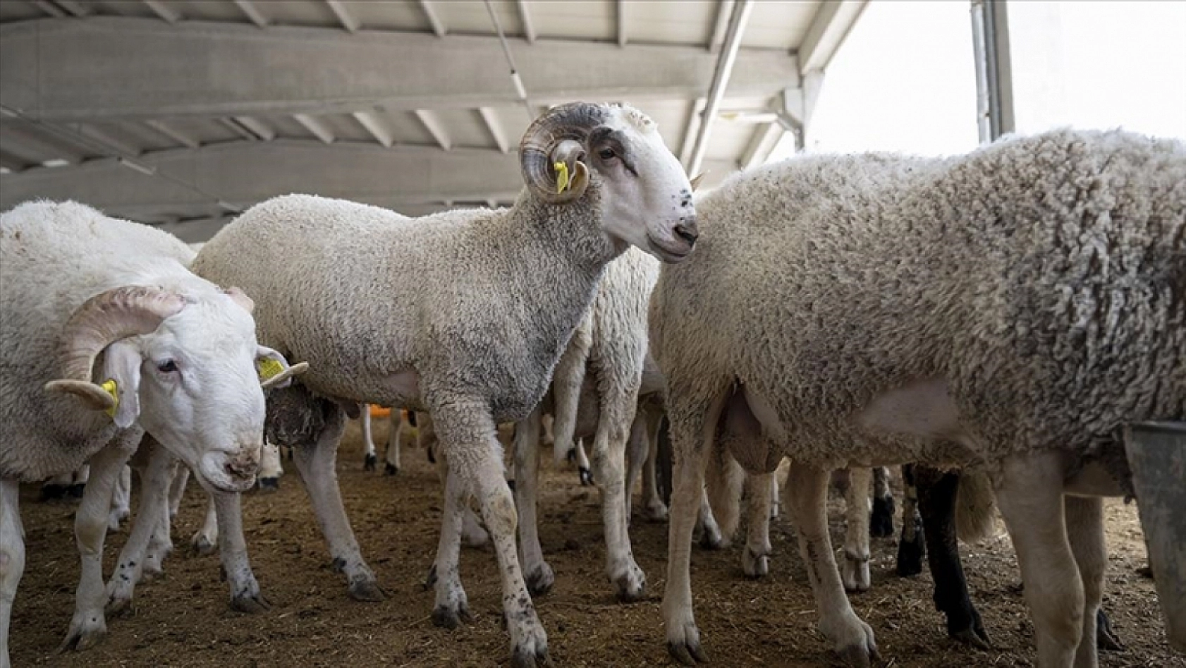 Kurban vekaleti verirken bu hatalara düşmeyin! Vekaletle kurban hakkında en çok sorulan 10 soru