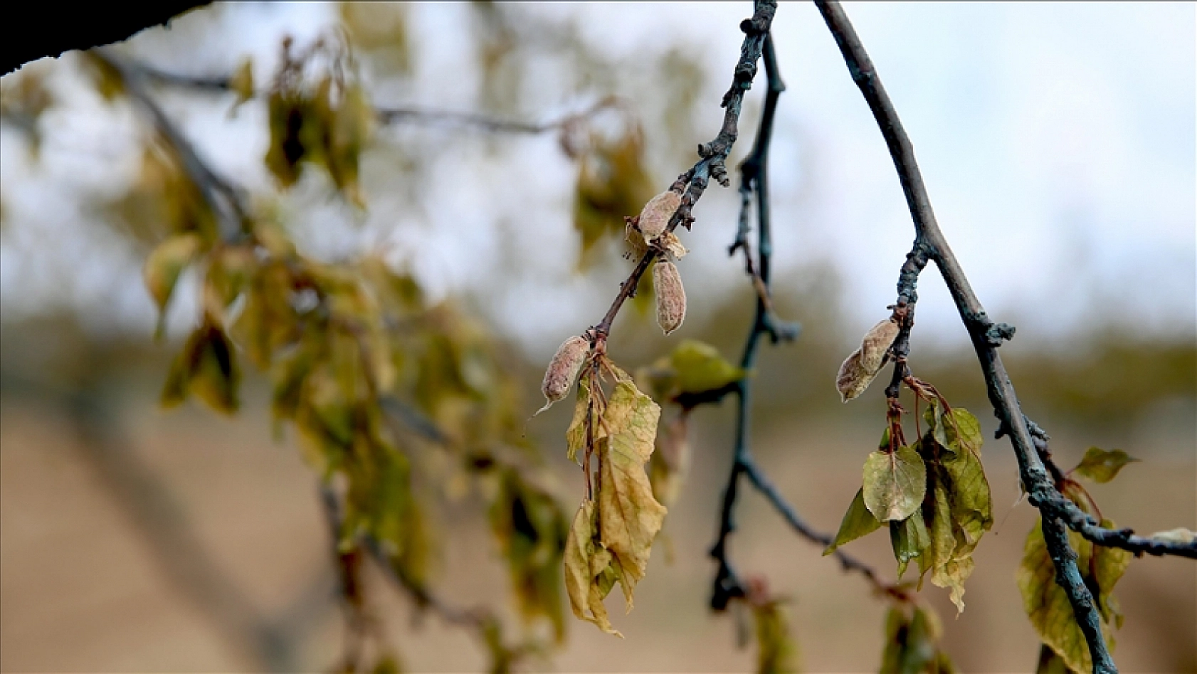 Malatya'da borcu olan çiftçiler dikkat! Artık verilmeyecek…