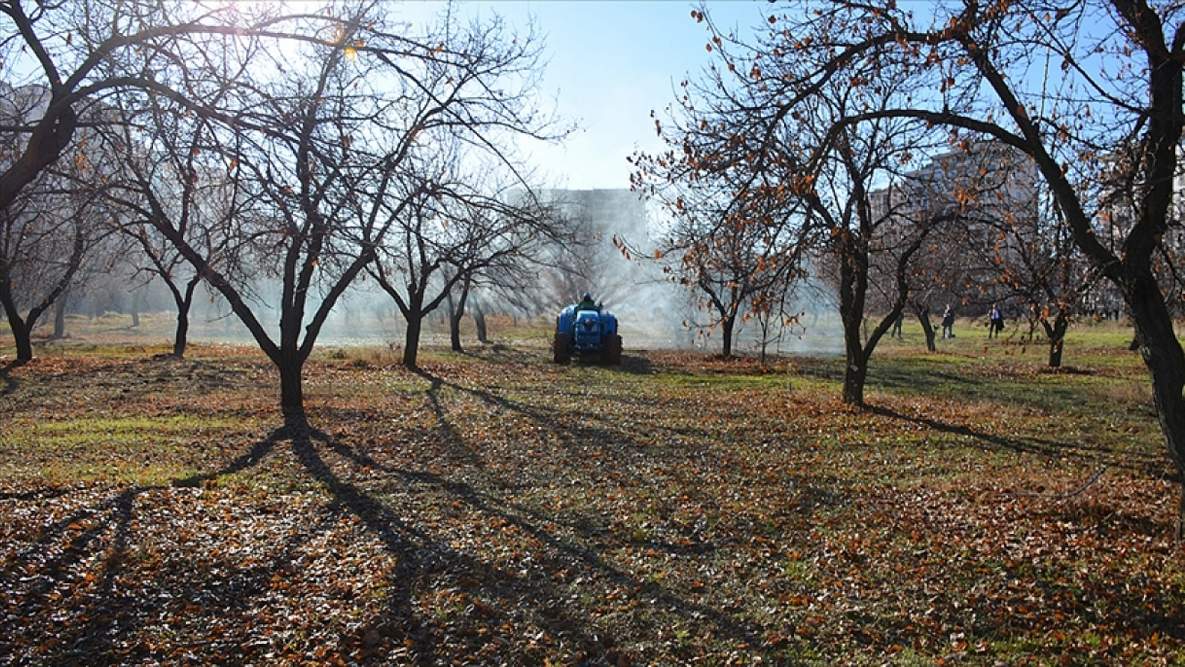 Ziraat Fakültesi Dekanı Açıkladı: Kayısı Üreticileri En Fazla Bu Hataları Yapıyor…!