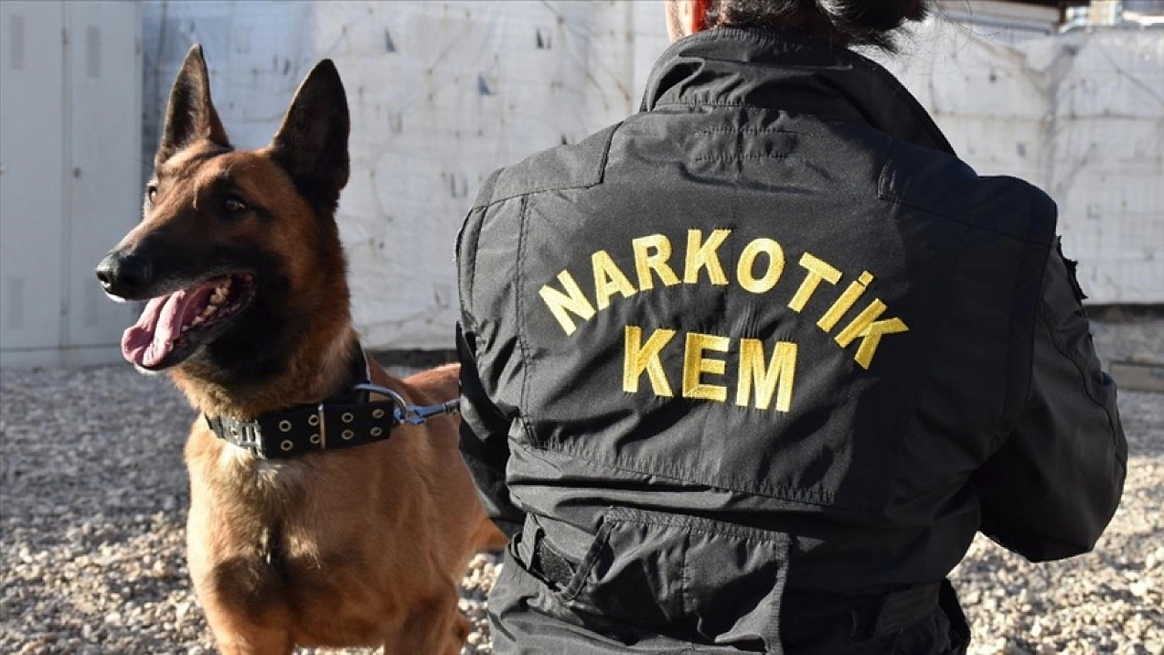 Malatya'da Zehir Operasyonu: Çok Sayıda Kök Kenevir Ele Geçirildi