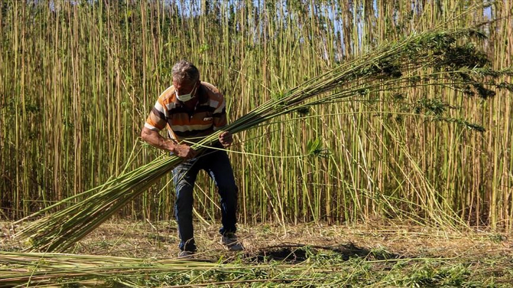 Resmi Gazete'de yayımlandı: Malatya'da da kenevir yetiştirilecek…