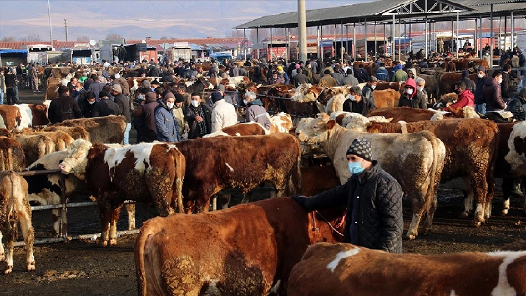 Bakan Yumaklı Müjdeyi Verdi: Malatya'da Hayvan Pazarı İçin Tarih Belli Oldu…