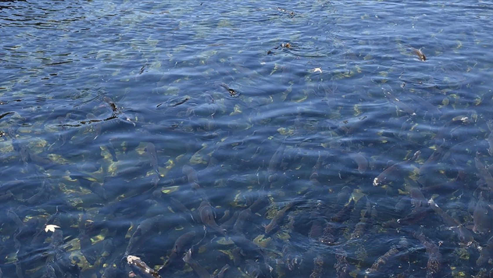 Denizi Olmayan Malatya Balık Üretiminde Lider