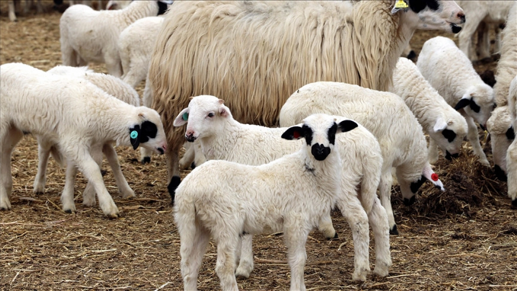 Üretimde Büyük Kayıp: Yapılan Destekler Yeterli mi?