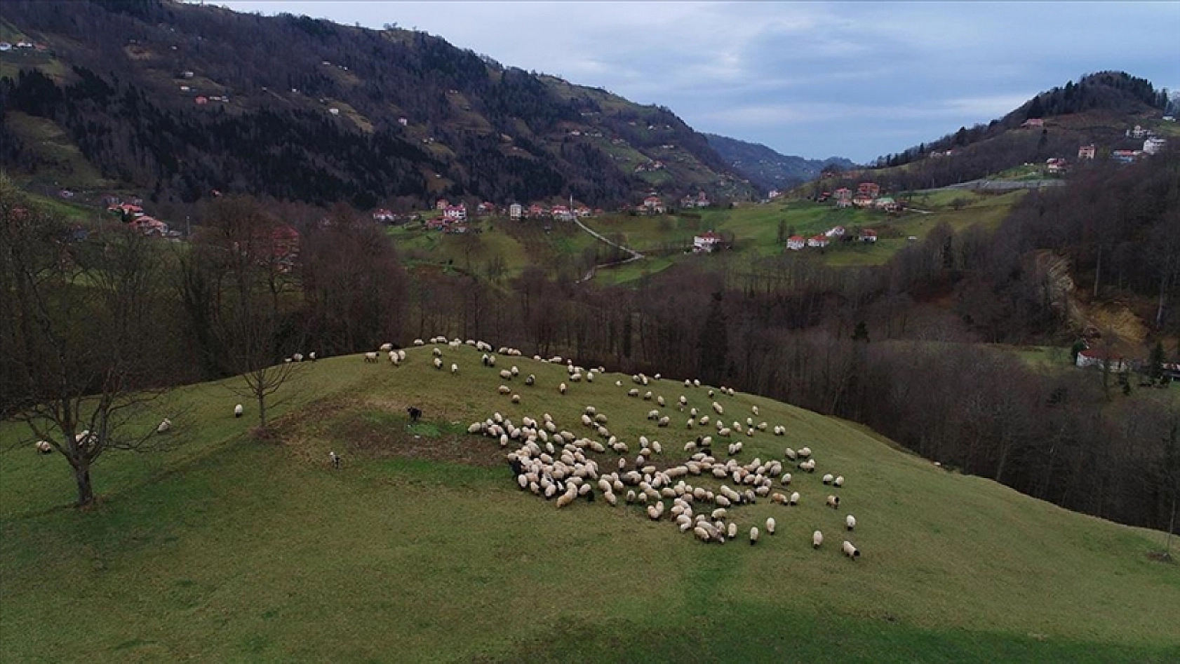 Yayla ve meralar aydınlanıyor! Üretici jeneratör desteğiyle rahat nefes alacak