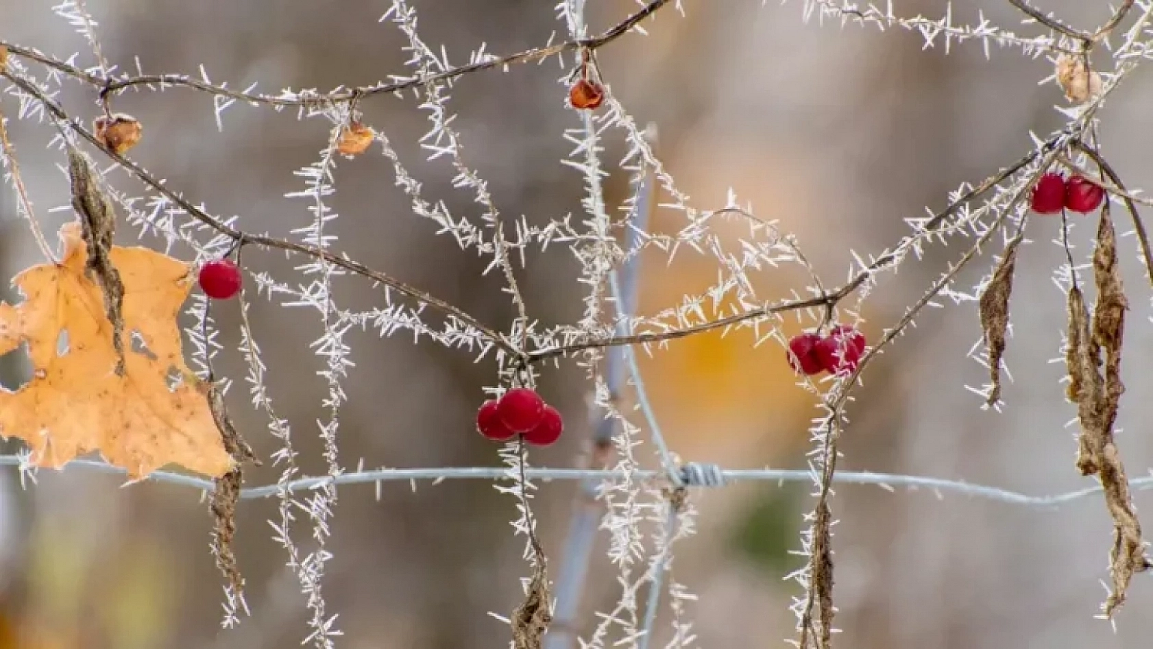 Meteoroloji Uyardı! Malatya İçin Gizli Buzlanma ve Sis Uyarısı Yapıldı…