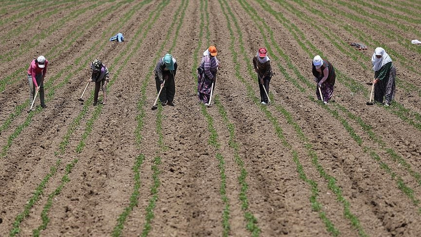 Bir ayda dört can: Malatya'da mevsimlik işçi kayıpları artıyor…