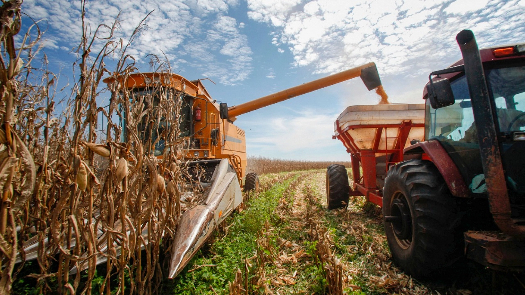 TMO, Malatya'da Mısır Alımına 18 Ağustos'ta Başlıyor! Randevu sistemi 16 Ağustos'ta açılacak