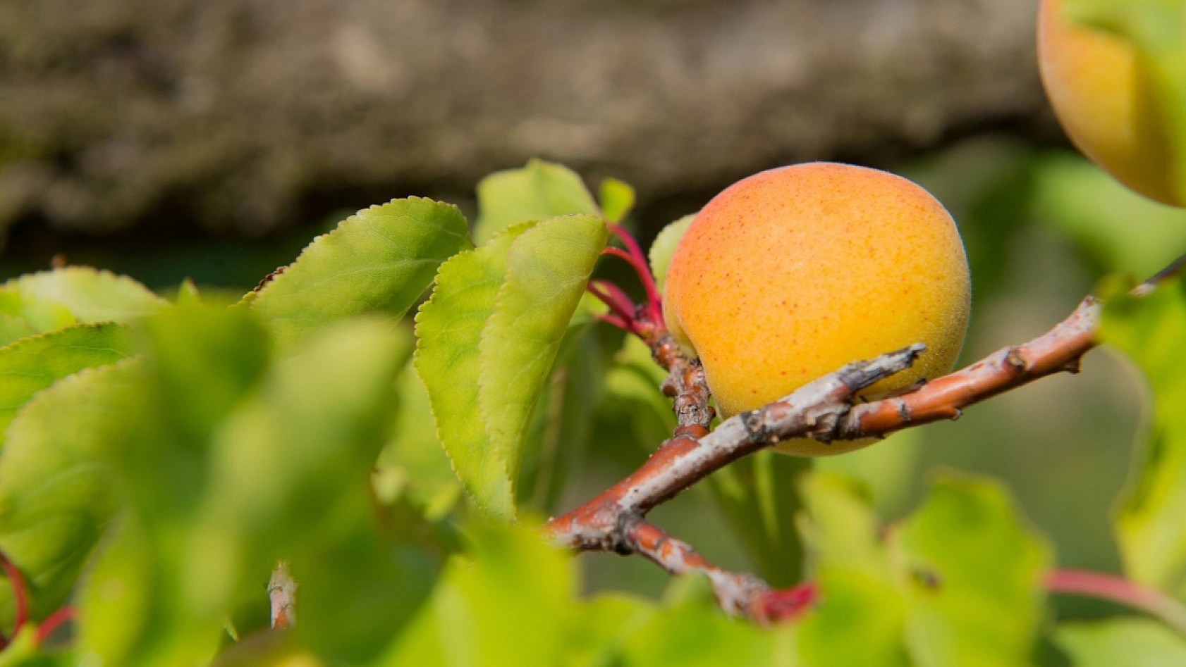 Kayısı Üreticilerine Kritik Uyarı: Bunları Mutlaka Yapın!