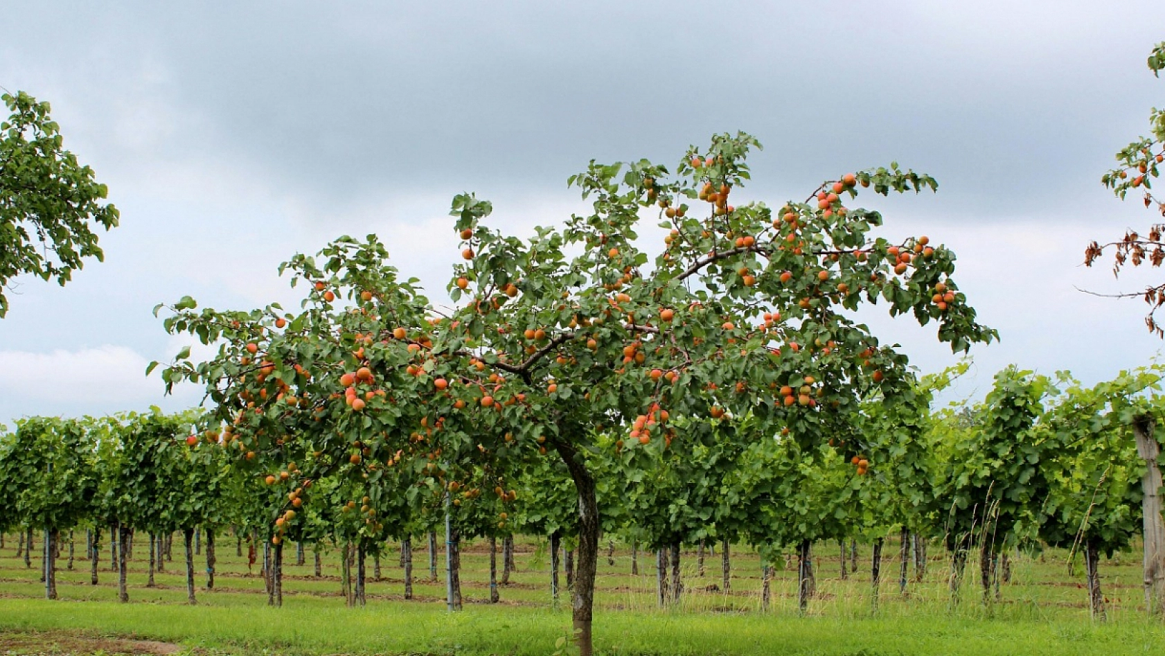 Kayısı Üreticilerine Kritik Uyarı: Bunları Mutlaka Yapın!