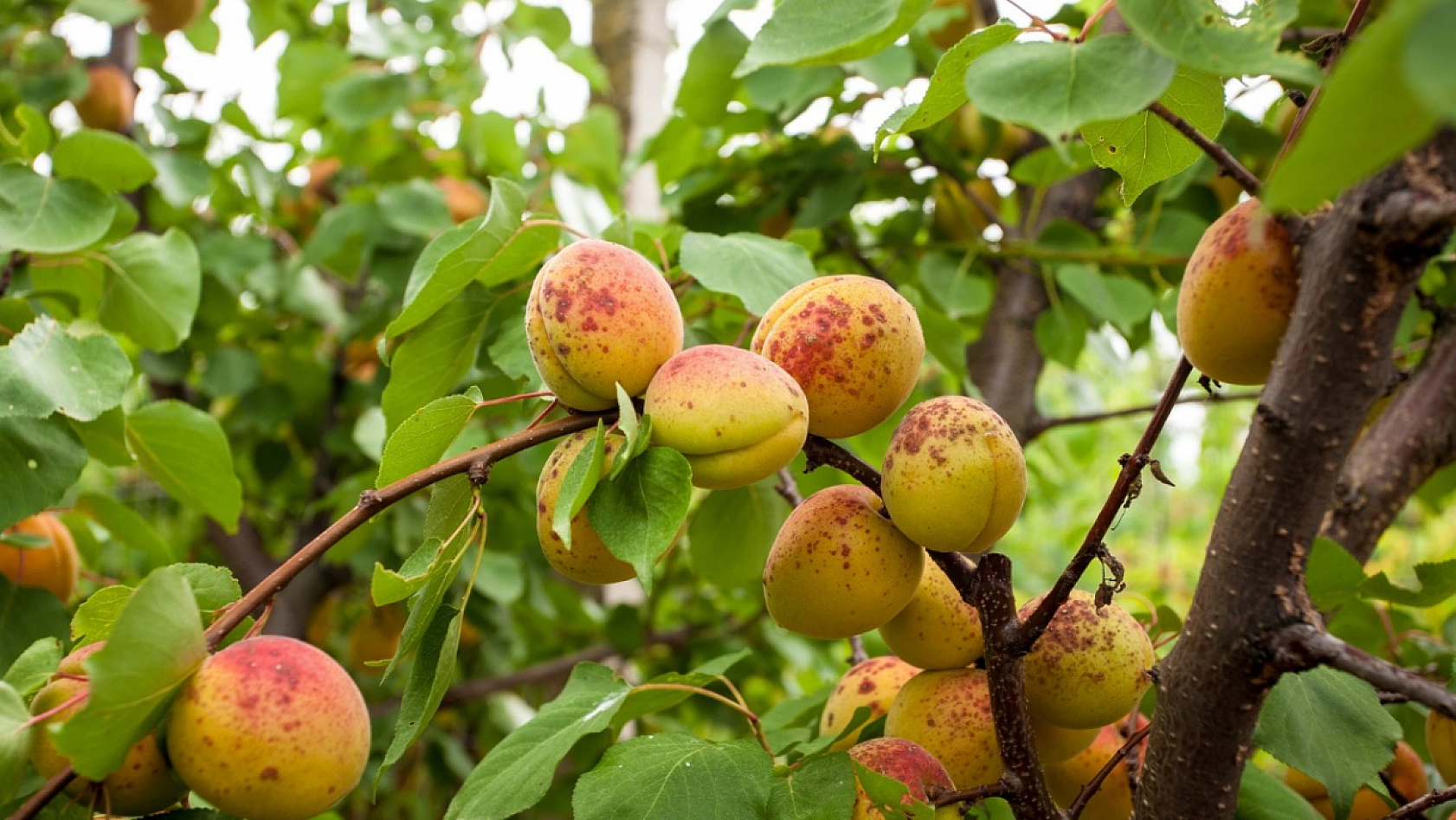 Kayısı Üreticilerine Kritik Uyarı: Bunları Mutlaka Yapın!