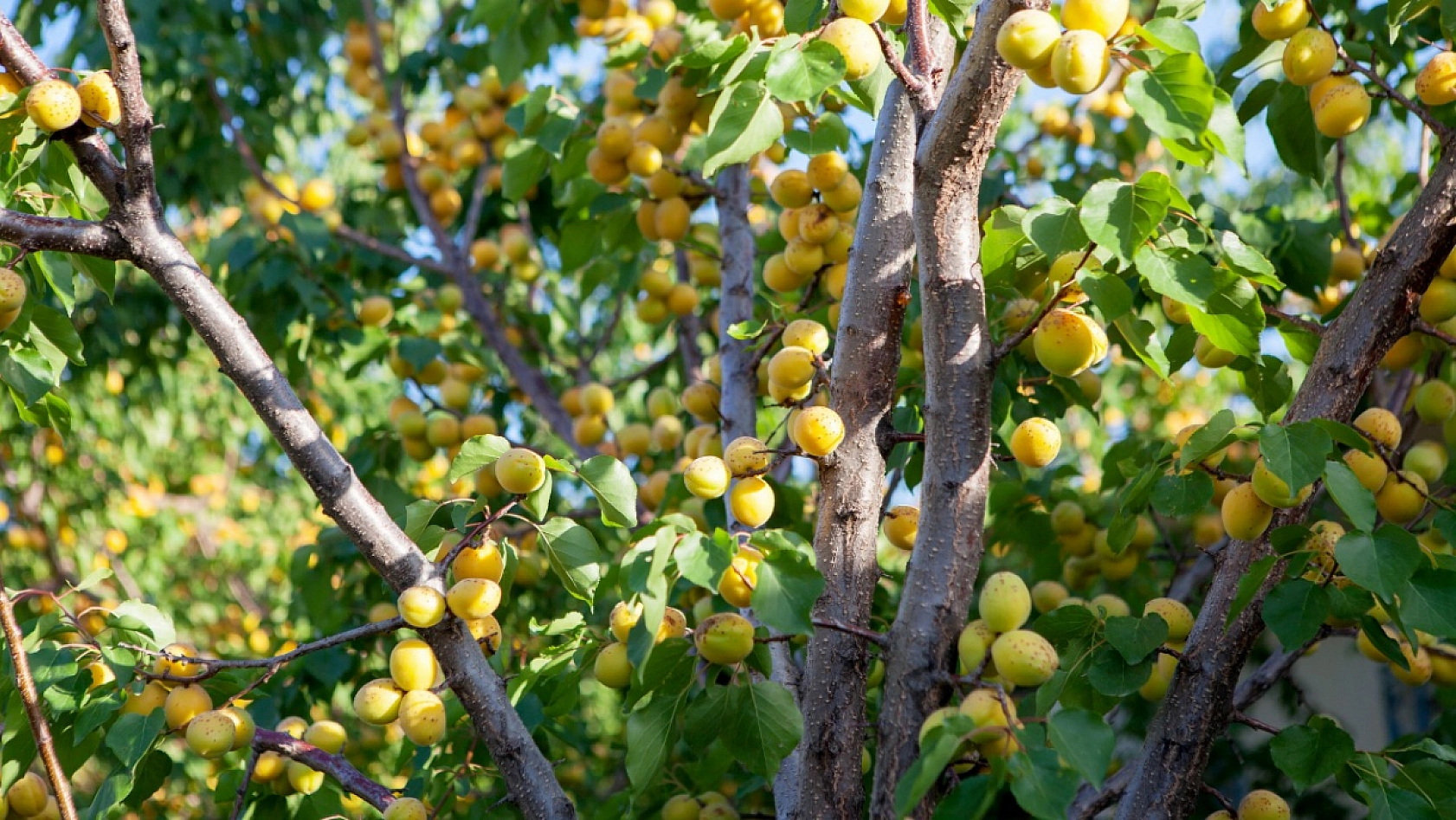 Kayısı Üreticilerine Kritik Uyarı: Bunları Mutlaka Yapın!