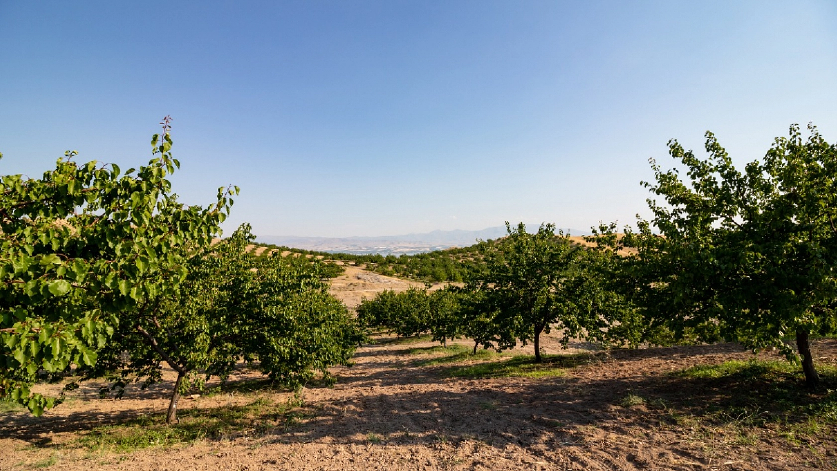 Kayısı Üreticilerine Kritik Uyarı: Bunları Mutlaka Yapın!