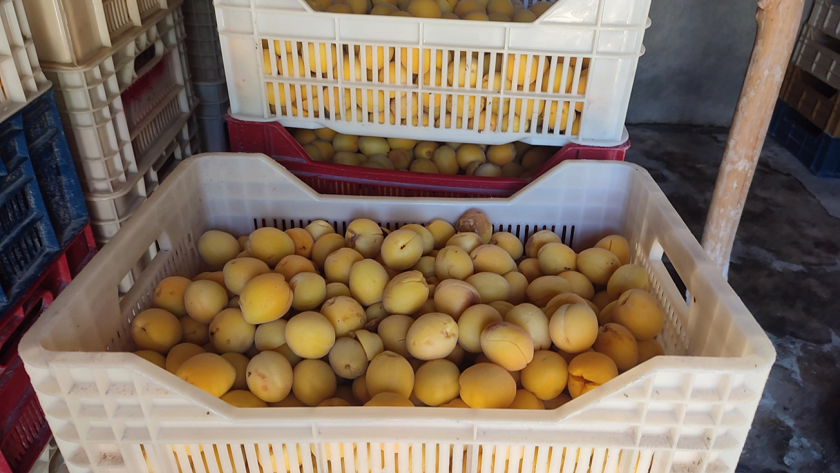 Dünyanın Kayısı Başkenti Malatya'da 'Sarı Altın'ın Hasadı Başladı...! Maliyetler Artıyor, Fiyatlar Düşüyor...