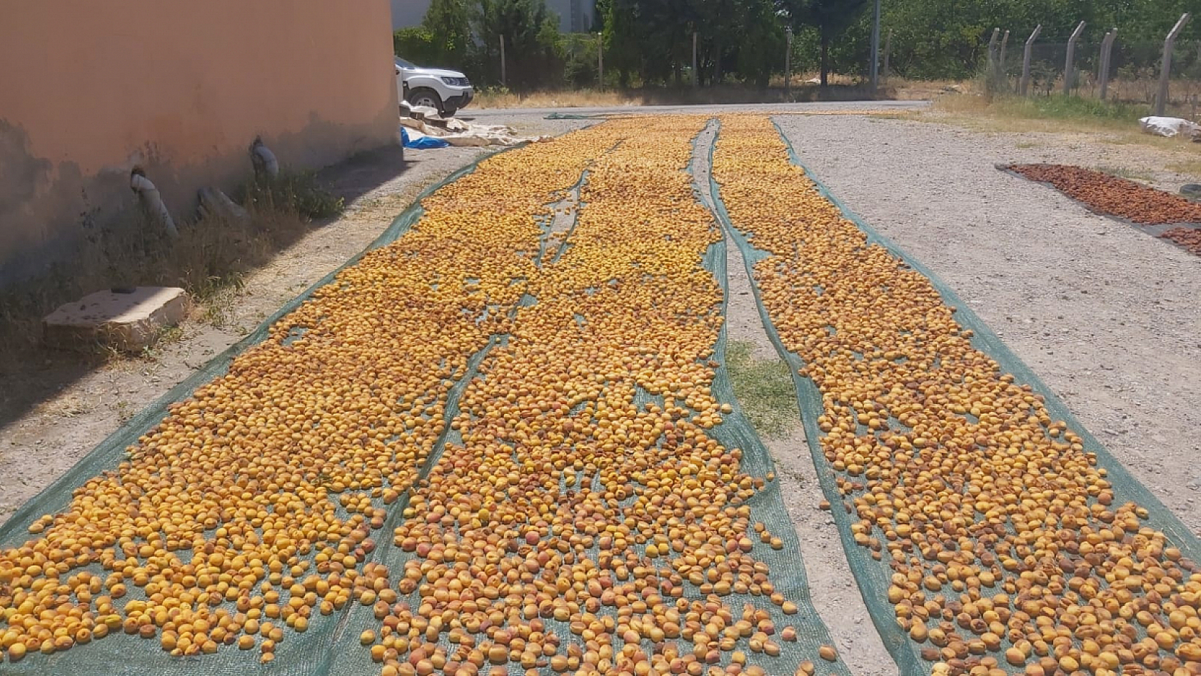 Malatya'da dondan etkilenmeyen tek bölgeydi Kayısı hasadı başladı....!