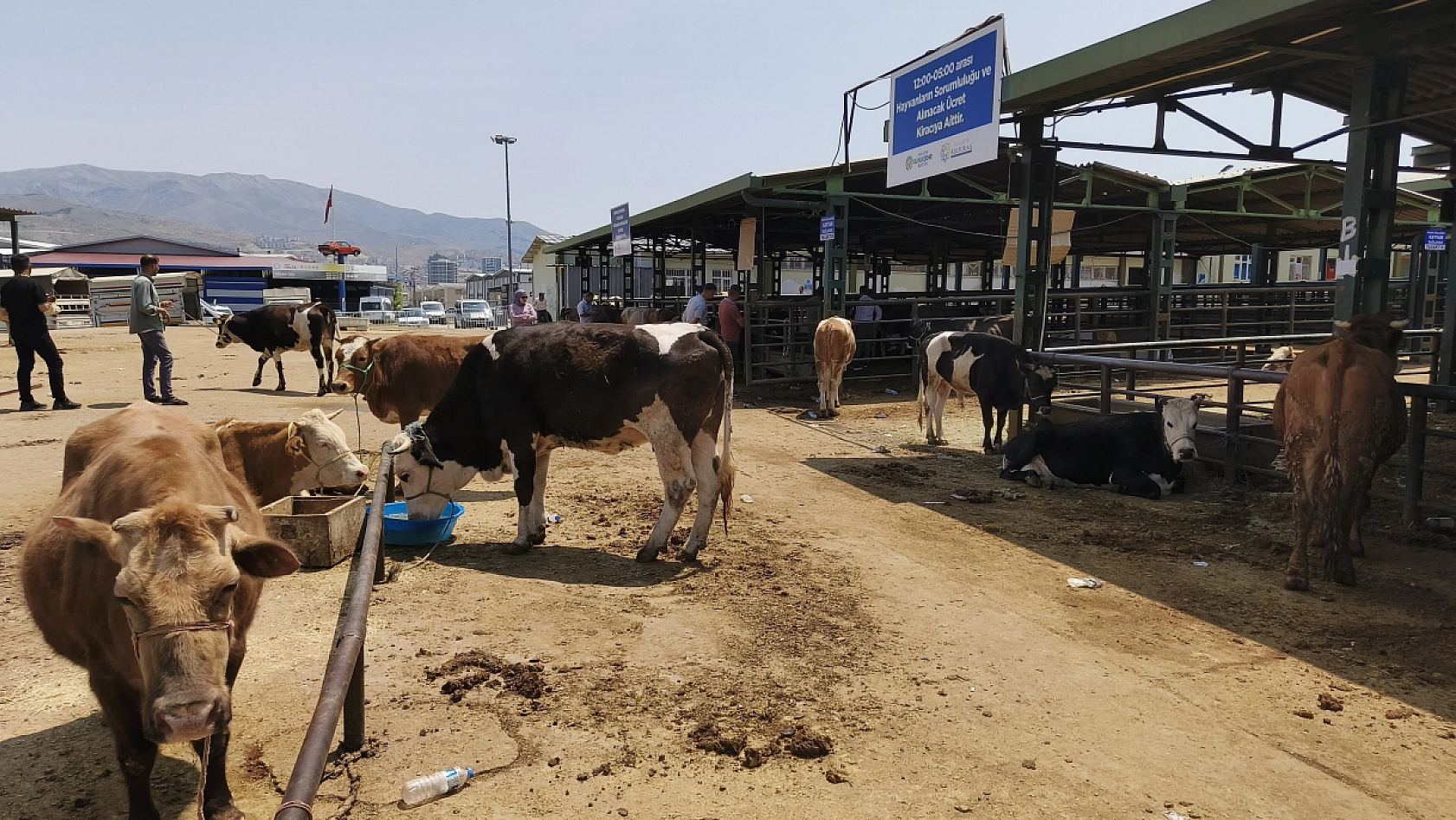 Malatya'da Şap Paniği: Hayvan Pazarı Kapatıldı…
