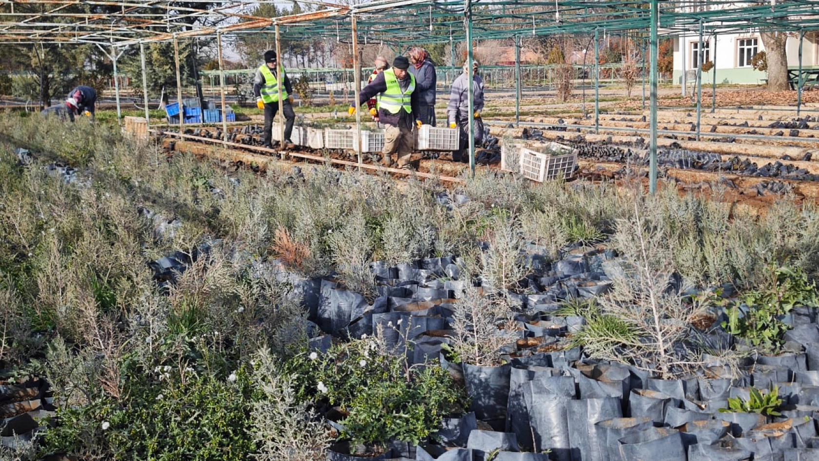 Malatya'dan Orta Asya'ya yeşil köprü |50 bin fidan Türkmenistan yolunda