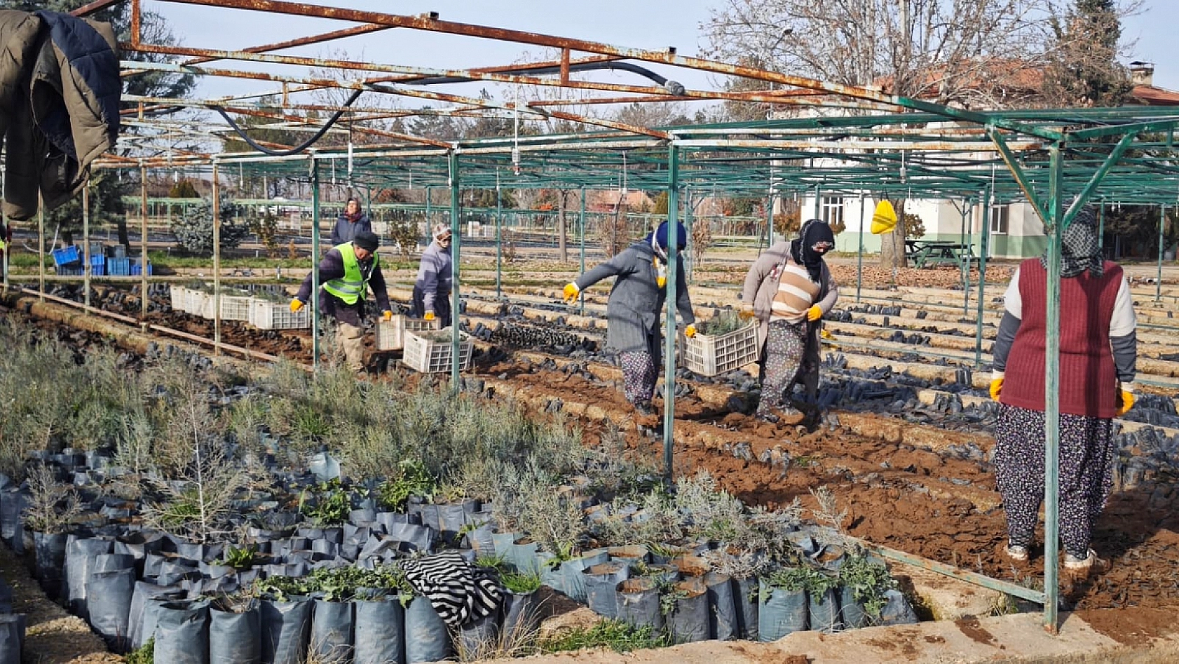 Malatya'dan Orta Asya'ya yeşil köprü |50 bin fidan Türkmenistan yolunda