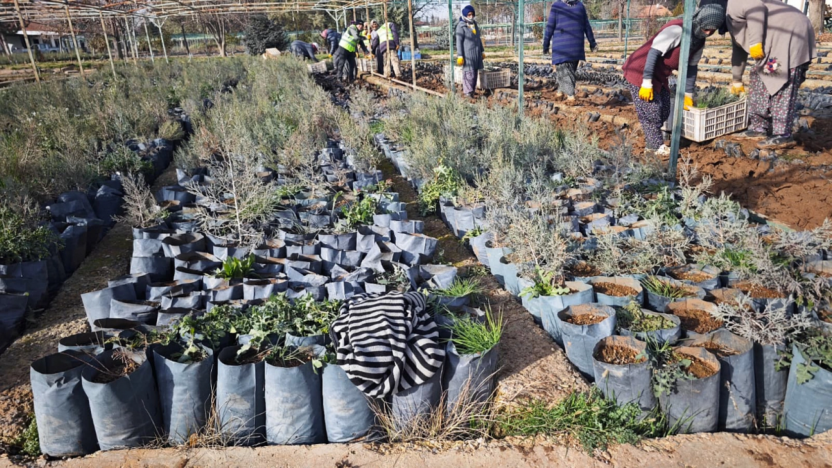 Malatya'dan Orta Asya'ya yeşil köprü |50 bin fidan Türkmenistan yolunda
