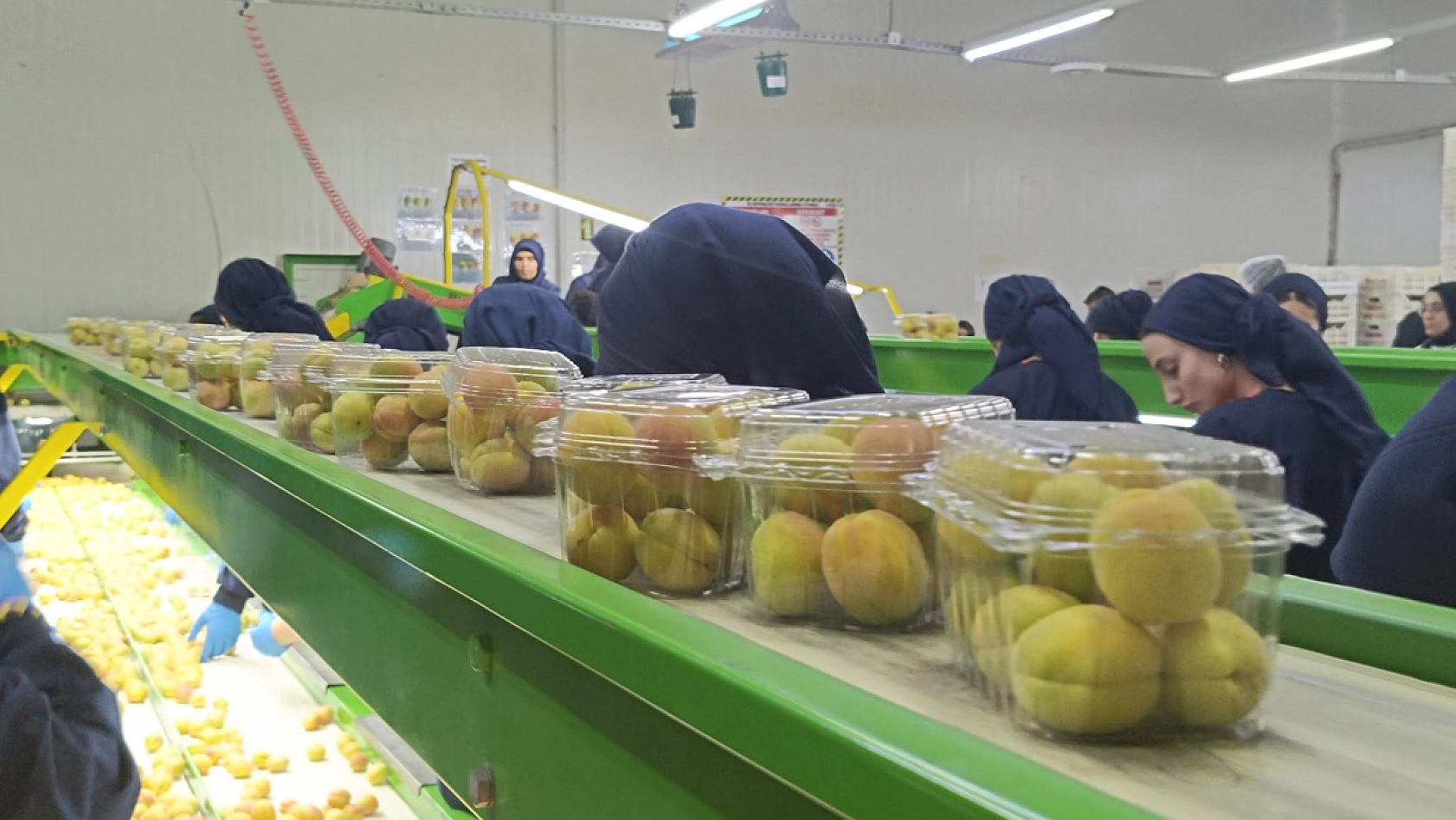 Dünyanın tercihi Malatya kayısısı! Bu yıl kalite de gelir de çok yüksek olacak!