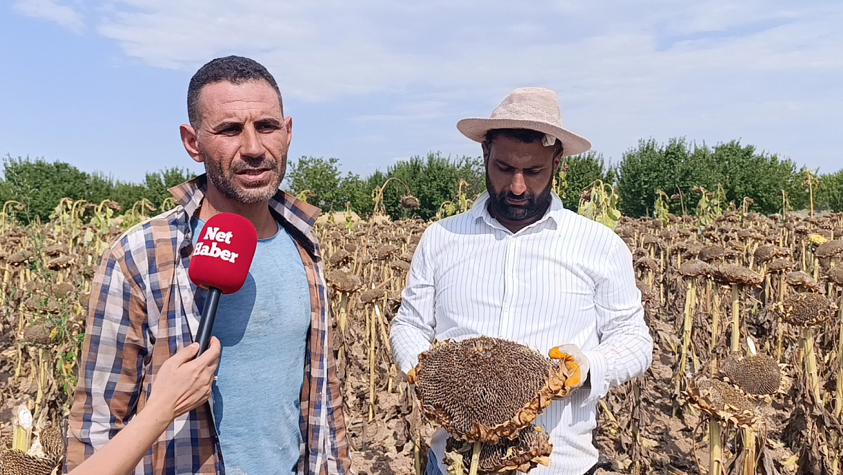 Kayısı diyarında ayçiçeği bereketi: Rekoltenin dekar başına 300 kiloyu aşması bekleniyor