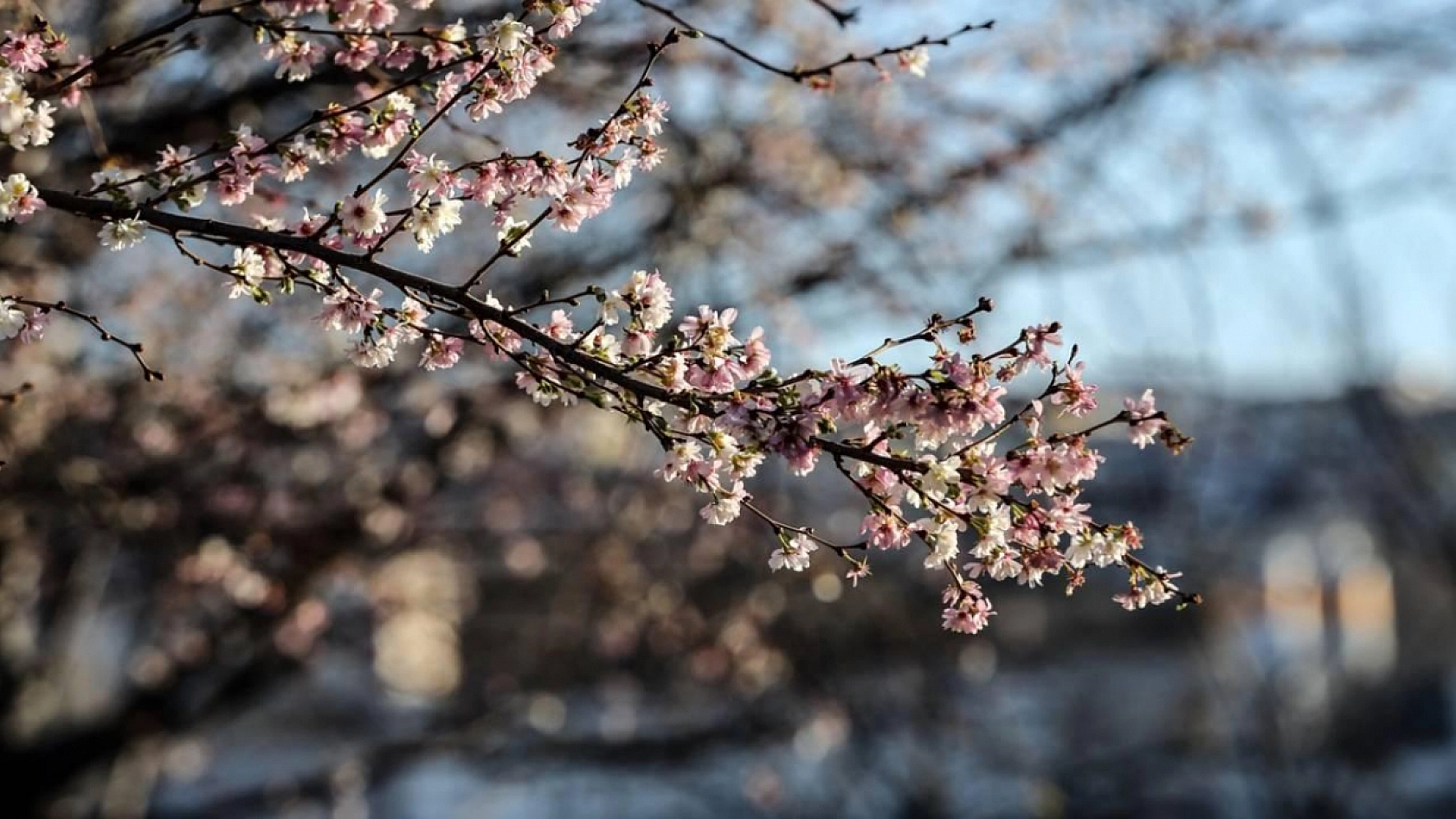 Malatya'da bahar geçişi: Hava sıcaklığı 25 dereceye yükseldi…