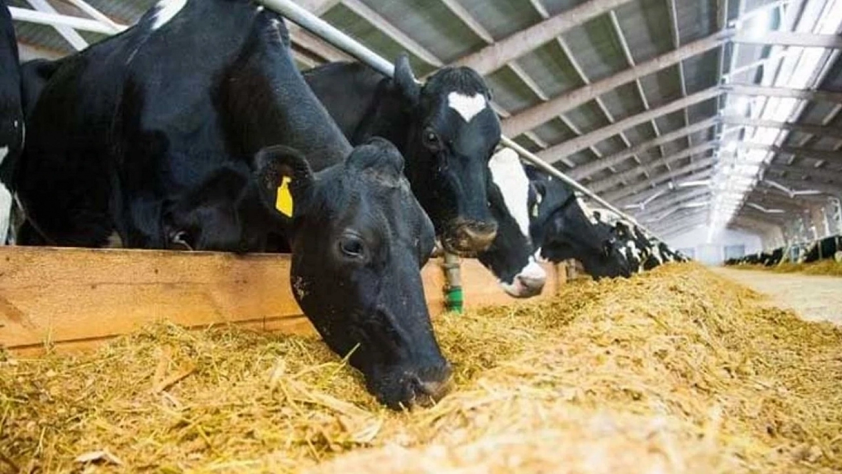 Malatya'da üretici yine kaybetti: Bir ayda iki zam!