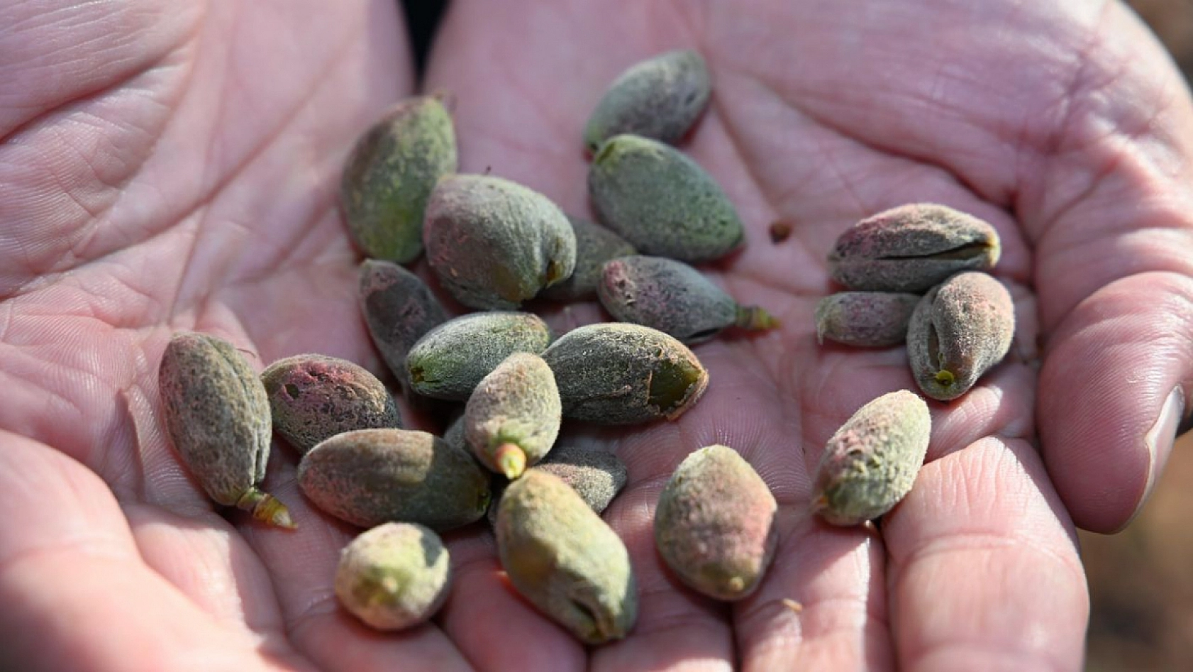 Cumhurbaşkanı Açıkladı! Zirai don ödemelerinin ne zaman yatacağı belli oldu…!