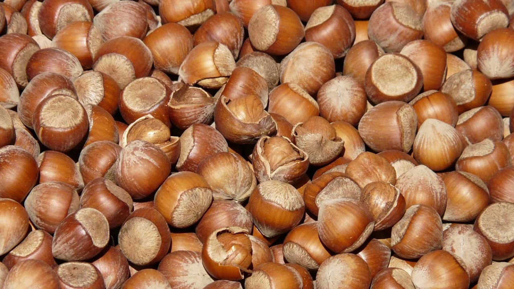 TMO'dan Alım Kararı! Malatya Kayısısı Giresun Fındığının Gölgesinde Kaldı!