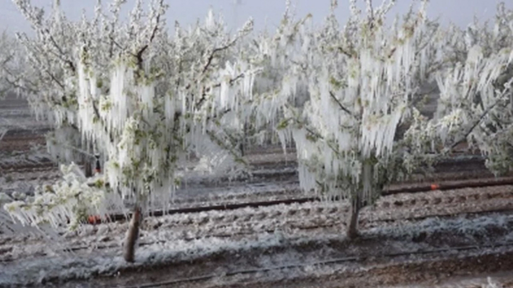Sigortalı çiftçi başına 457 bin, sigortasız çiftçiye 56 bin lira destek!