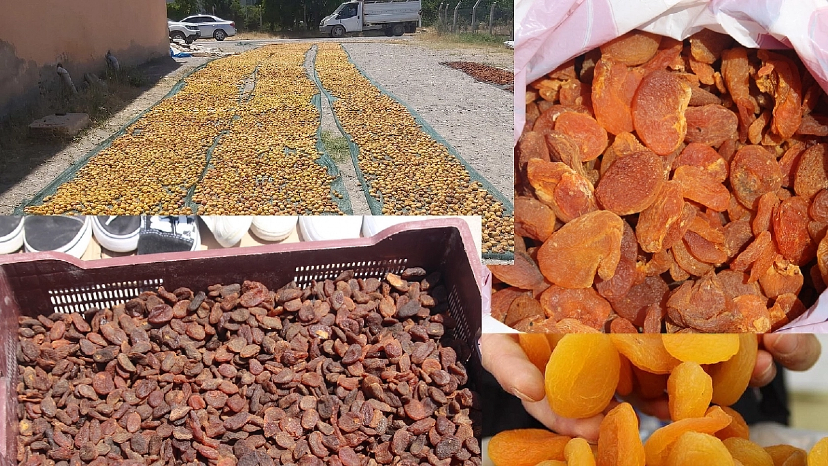 Van'da kayısının kilosu 300 TL'ye satılıyor... Malatyalılar kayısıya hasret kaldı